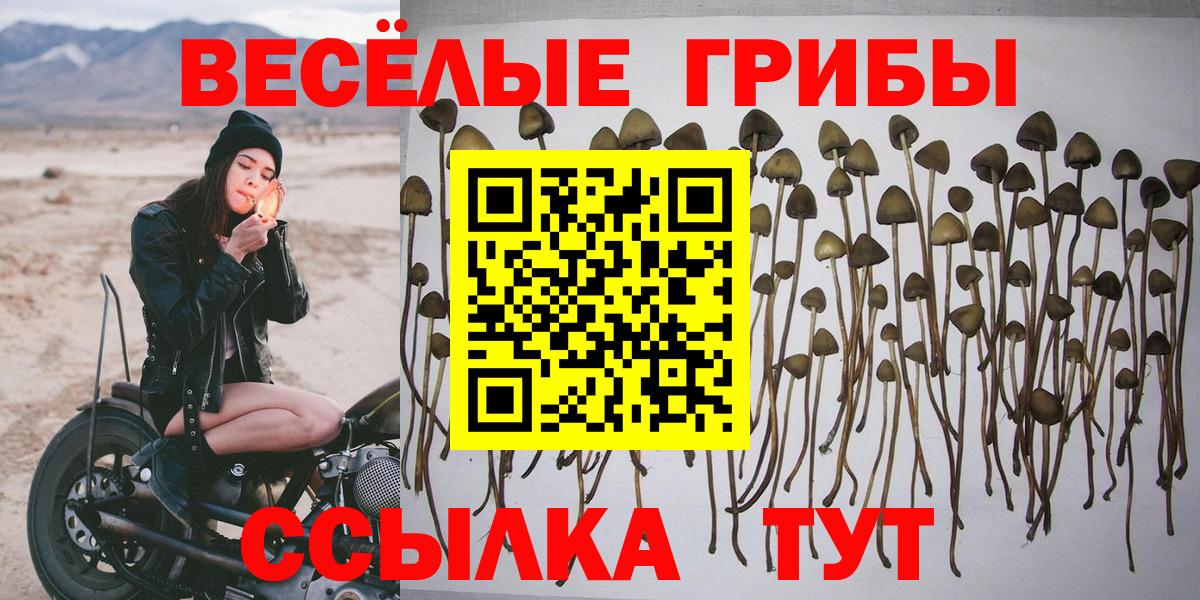 Псилоцибиновые грибы Cubensis Россошь
